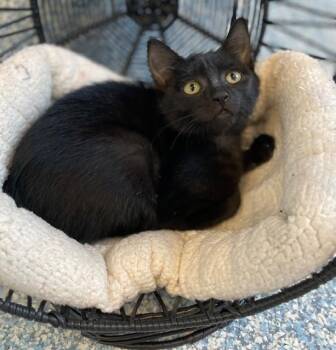 Peppercorn -  Domestic Short Hair Cat for Adoption in Stafford, Virginia - Peppercorn | PetCurious