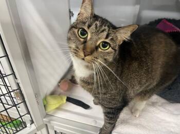 Domestic Short Hair Cats Available for Adoption in Raleigh, North Carolina - Phyllis | PetCurious