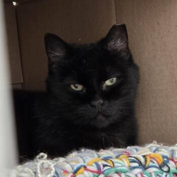 Abby -  Domestic Short Hair Cat Available for Adoption in Ballston Spa, New York - Abby | PetCurious