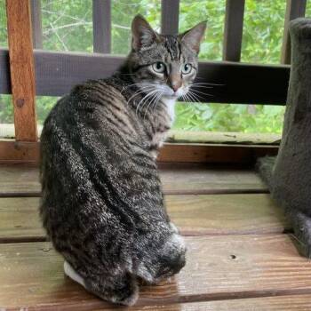 Tabby and Domestic Short Hair Cats Available for Adoption in Knoxville, Tennessee - Chubba | PetCurious