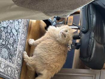 Domestic Medium Hair Cats Available for Adoption - Butters | PetCurious