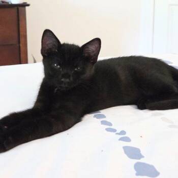 Banks -  Domestic Short Hair Cat for Adoption in Fishers, Indiana - Banks | PetCurious