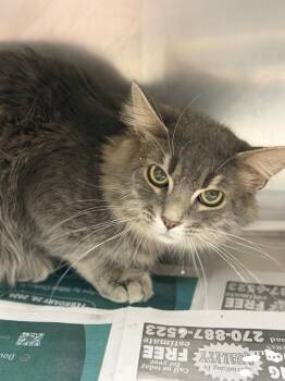 Domestic Short Hair Cats Available for Adoption - Smokey Gard | PetCurious