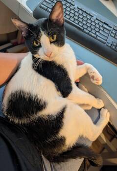 BAILEY -  Domestic Short Hair Cat for Adoption in Broomfield, Colorado - BAILEY | PetCurious