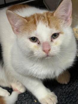 Domestic Short Hair Cats Available for Adoption in Saint Francisville, Louisiana - Dahlia | PetCurious