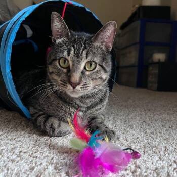 Tabby and Domestic Short Hair Cats Available for Adoption in Tulsa, Oklahoma - Ollie | PetCurious