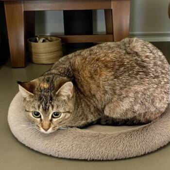 Snickers -  Domestic Short Hair Cat for Adoption in Augusta, Georgia - Snickers | PetCurious