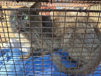 Rescue Russian Blue Cats for Adoption in San Antonio, Texas - WOO | PetCurious