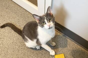 Susie -  Domestic Short Hair Cat for Adoption in Lincoln, Nebraska - Susie | PetCurious