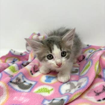 Patsy -  Tabby Cat for Adoption in Trophy Club, Texas - Patsy | PetCurious