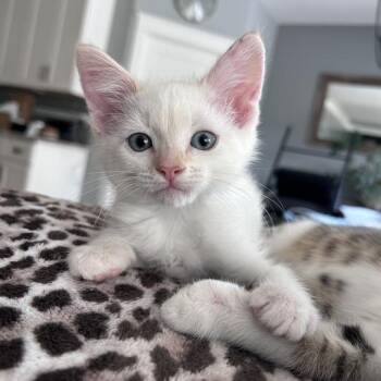 Flamecraft -  Domestic Short Hair Cat for Adoption in Davenport, Iowa - Flamecraft | PetCurious