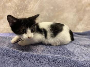 ORI -  Domestic Short Hair Cat for Adoption in Modesto, California - ORI | PetCurious