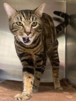 Domestic Short Hair Cats Available for Adoption in Fall River, Massachusetts - Rupert | PetCurious