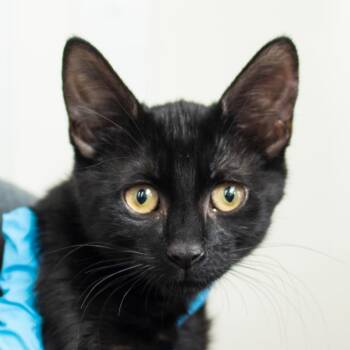 Raven -  Domestic Short Hair Cat for Adoption in Middletown, Rhode Island - Raven | PetCurious