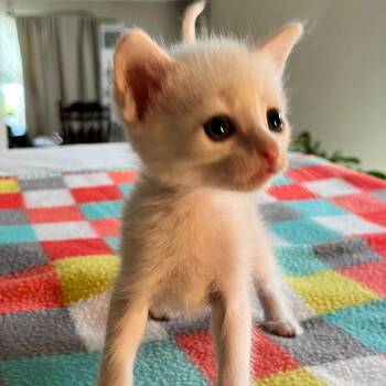 Cinnamon -  Domestic Short Hair Cat for Adoption in Normal, Illinois - Cinnamon | PetCurious
