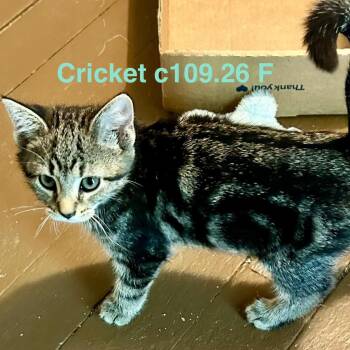 Foster Cricket -  Domestic Short Hair and Tiger Cat for Adoption in Batavia, New York - Foster Cricket | PetCurious