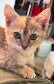 Gema -  Domestic Short Hair Cat for Adoption in Augusta, Georgia - Gema | PetCurious