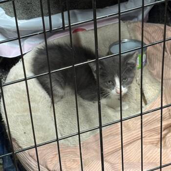 Bingus -  Domestic Medium Hair Cat for Adoption in Greensboro, North Carolina - Bingus | PetCurious