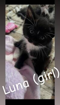 Luna (Haycock 7 Litter) -  Domestic Short Hair Cat for Adoption in Telford, Pennsylvania - Luna (Haycock 7 Litter) | PetCurious