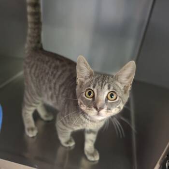 Chobi -  Domestic Short Hair Cat for Adoption in Cape Girardeau, Missouri - Chobi | PetCurious