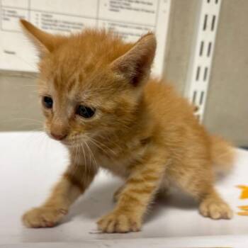 Pinocchio -  Domestic Short Hair Cat for Adoption in Yuma, Arizona - Pinocchio | PetCurious