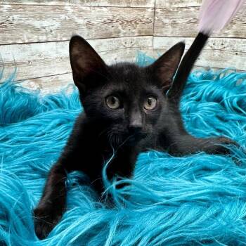 Boomer -  Domestic Short Hair Cat for Adoption in Lexington, Kentucky - Boomer | PetCurious