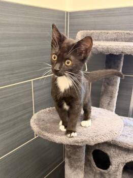 Harvey -  Domestic Short Hair Cat for Adoption in Daphne, Alabama - Harvey | PetCurious