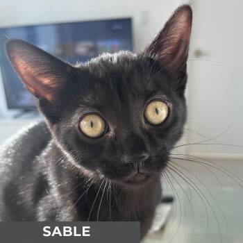 Rescue Domestic Short Hair Cats for Adoption in Toronto, Ontario - Sable | PetCurious