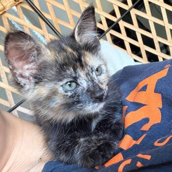 Domestic Short Hair Cats Available for Adoption in San Antonio, Texas - Hestia | PetCurious