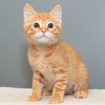 Chuckie -  Domestic Short Hair Cat for Adoption in Troy, Ohio - Chuckie | PetCurious
