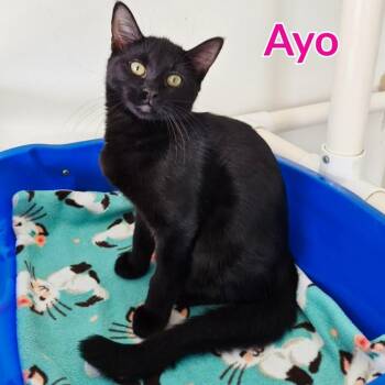 Ayo -  Domestic Short Hair Cat for Adoption in North Saint Paul, Minnesota - Ayo | PetCurious
