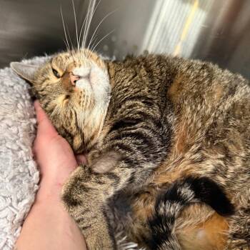 Avery NOCO -  Domestic Short Hair Cat for Adoption in Denver, Colorado - Avery NOCO | PetCurious