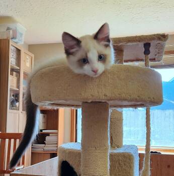 KEVIN - Backstreet Boys Snowshoe Mix -  Snowshoe Cat for Adoption in Hillsboro, Oregon - KEVIN - Backstreet Boys Snowshoe Mix | PetCurious