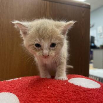 Fig -  Domestic Short Hair Cat for Adoption in Greensboro, Georgia - Fig | PetCurious