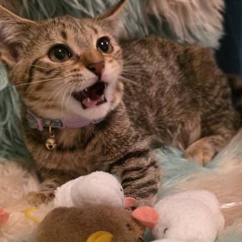 Luna -  Domestic Short Hair Cat for Adoption in Glenfield, New York - Luna | PetCurious