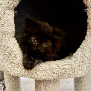 Sofie -  Domestic Medium Hair Cat for Adoption in Seven Valleys, Pennsylvania - Sofie | PetCurious