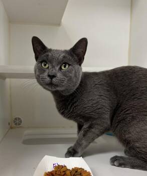 Elias -  Domestic Short Hair Cat for Adoption in Reisterstown, Maryland - Elias | PetCurious