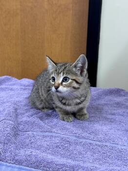 Pudding -  Domestic Short Hair Cat for Adoption in Hackensack, Minnesota - Pudding | PetCurious