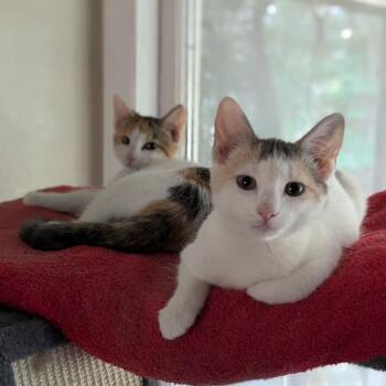 Alice & Lady Jane - KITTENS -  Domestic Short Hair Cat for Adoption in Braintree, Massachusetts - Alice & Lady Jane - KITTENS | PetCurious
