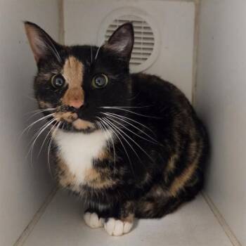 Domestic Short Hair Cats Available for Adoption - PEANUT | PetCurious