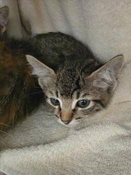 MOUSE -  Domestic Short Hair Cat for Adoption in Derwood, Maryland - MOUSE | PetCurious