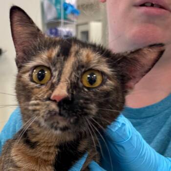 Domestic Short Hair Cats Available for Adoption - Queen Julie | PetCurious