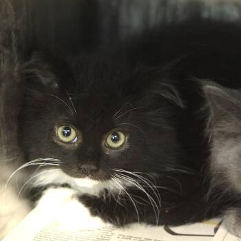 Teva -  Domestic Medium Hair Cat for Adoption in Belleville, Illinois - Teva | PetCurious