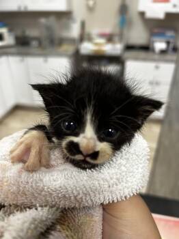 Sam Elliott -  Domestic Short Hair Cat for Adoption in College Station, Texas - Sam Elliott | PetCurious