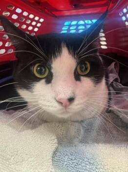 WILBER -  Domestic Short Hair Cat for Adoption in Burbank, California - WILBER | PetCurious