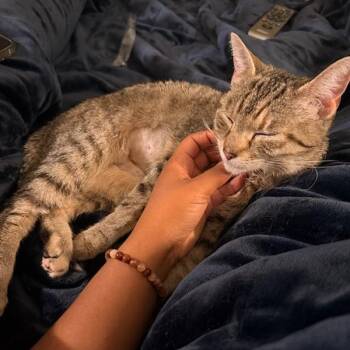 Domestic Short Hair Cats Available for Adoption in Baltimore, Maryland - Lilith | PetCurious