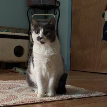 Rescue Domestic Short Hair Cats for Adoption in Media, Pennsylvania - Bella | PetCurious