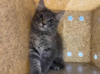 BILLY -  Domestic Long Hair Cat for Adoption in Loveland, Colorado - BILLY | PetCurious
