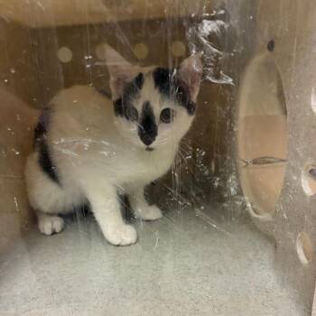 Zucchini -  Domestic Short Hair Cat for Adoption in Cheyenne, Wyoming - Zucchini | PetCurious