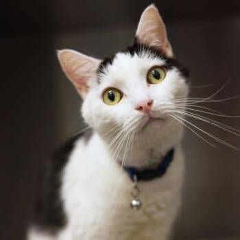 Double Stuffed Oreo -  Domestic Short Hair Cat for Adoption in Atlanta, Georgia - Double Stuffed Oreo | PetCurious